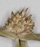 Asian spikesedge